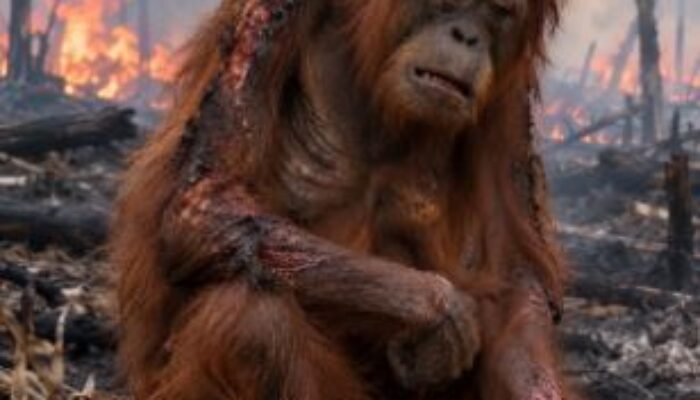 Tangisan Orangutan yang Kesakitan: Jeritan Sunyi dari Hutan yang Terluka
