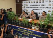 27 Batang Ganja Ditemukan Tumbuh Subur di Rooftop Rumah Warga Bandung, Polisi Tetapkan Tersangka