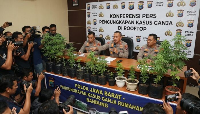 27 Batang Ganja Ditemukan Tumbuh Subur di Rooftop Rumah Warga Bandung, Polisi Tetapkan Tersangka